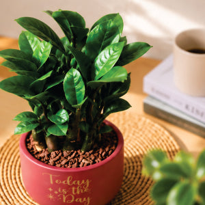 Cozy plant corner with inspirational quote